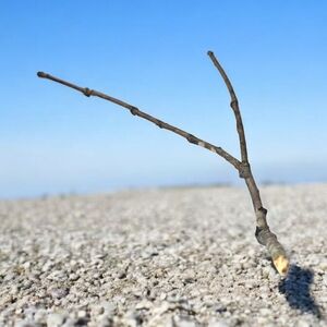 Natural Brown Decorative Branch